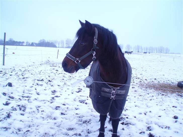 New Forest Mankehøjs Glamour<3 SOLGT:'-( - uuuhh snen er kold luk mig ind:) billede 3