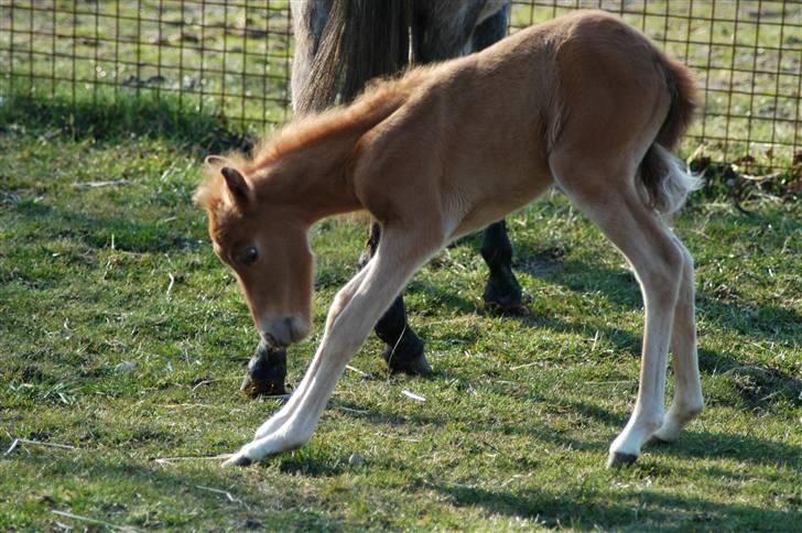 Kaspisk hest Kesari Spring - *13 - Du var så sød da du var lille! :´3 billede 13