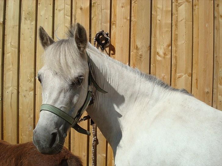 Anden særlig race Perle<3 R.I.P. - Smukke pony. Elsker dig!!! billede 8