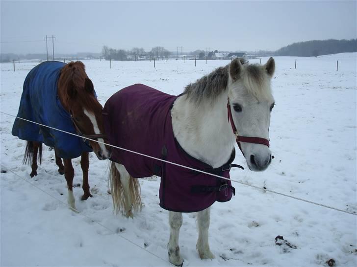 Anden særlig race Perle<3 R.I.P. - Pelle og Donna på vinterfold 2009. Lad vær med det Donna, de prøver altså at tage et billede. billede 9
