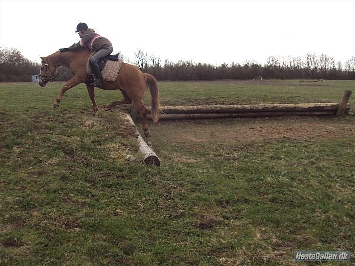 Anden særlig race Cavaliére Cadeau:) - lille skøre bjeg ged<33 elsker digii; billede 2