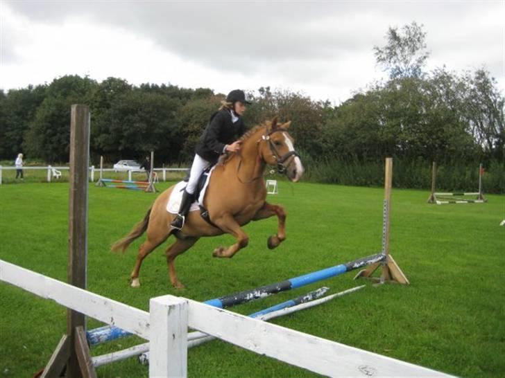 Anden særlig race Cavaliére Cadeau:) - så nu gælder det!! billede 3