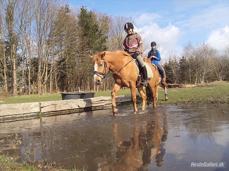 Anden særlig race Cavaliére Cadeau:) - vand hund<33 heheii; billede 4