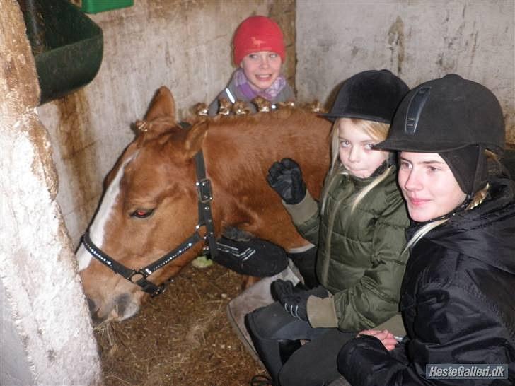 Anden særlig race Cavaliére Cadeau:) - hygge i boks efter stævne:) billede 9