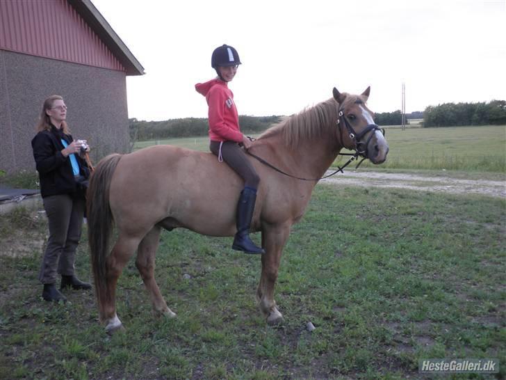 Anden særlig race Cavaliére Cadeau:) - sig apelsin Cadeau billede 11