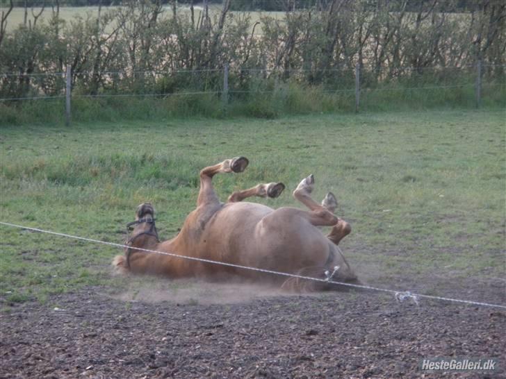 Anden særlig race Cavaliére Cadeau:) - jeg tror jeg kan rulle helt om på den anden side billede 12