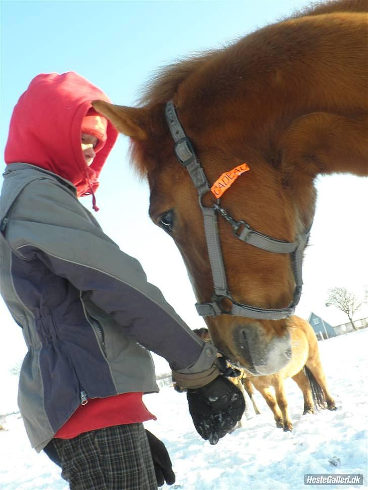 Anden særlig race Cavaliére Cadeau:) - sjov handske :D  billede 13
