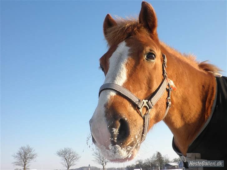 Anden særlig race Cavaliére Cadeau:) - MUUULE! :´D billede 14