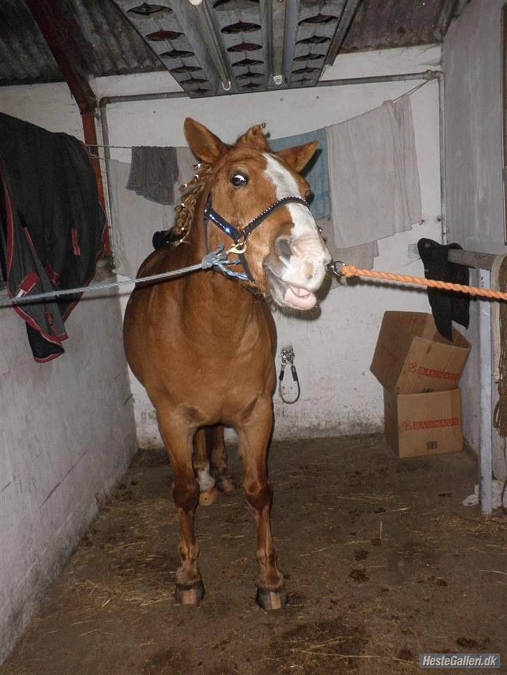 Anden særlig race Cavaliére Cadeau:) - se min TUNGE!!xD billede 15