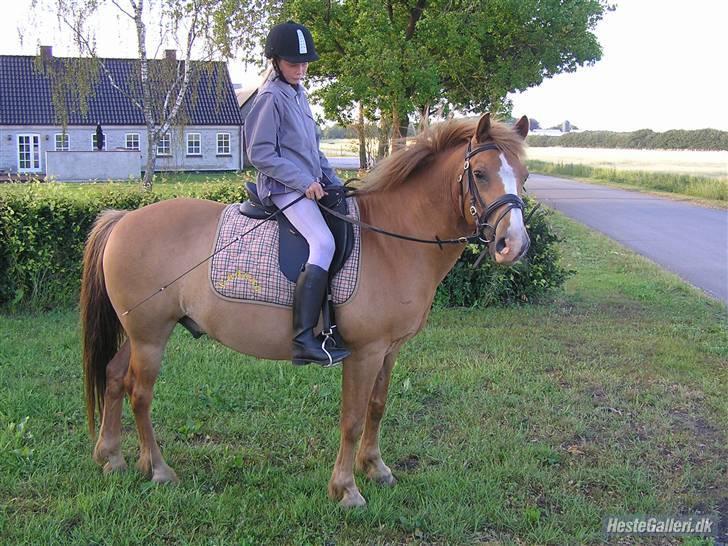 Anden særlig race Cavaliére Cadeau:) - smil til camararet billede 16