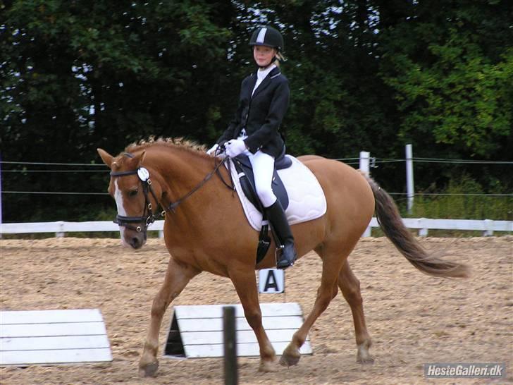 Anden særlig race Cavaliére Cadeau:) billede 17