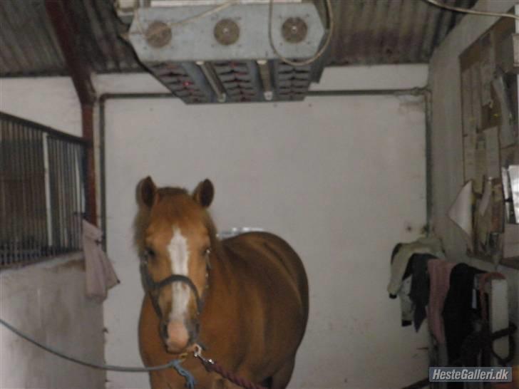 Anden særlig race Cavaliére Cadeau:) billede 18