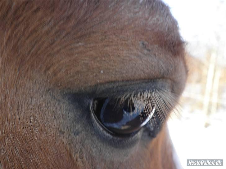 Anden særlig race Cavaliére Cadeau:) - glug at my eye!!;´D  billede 19