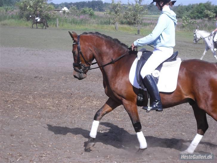 DSP Bæklunds Lavét  SOLGT (R.I.P) billede 1