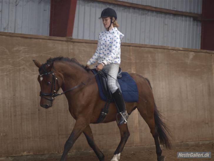 DSP Bæklunds Lavét  SOLGT (R.I.P) billede 2