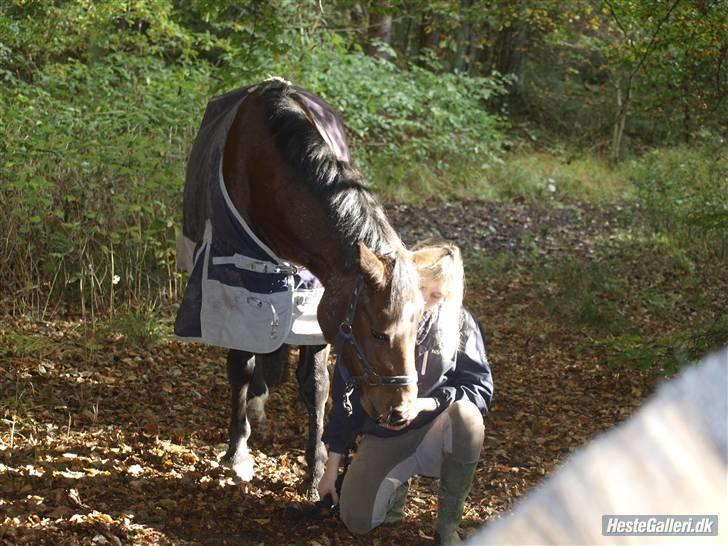 DSP Bæklunds Lavét  SOLGT (R.I.P) billede 3