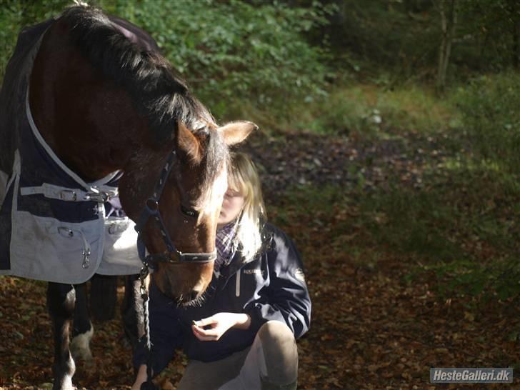 DSP Bæklunds Lavét  SOLGT (R.I.P) billede 4