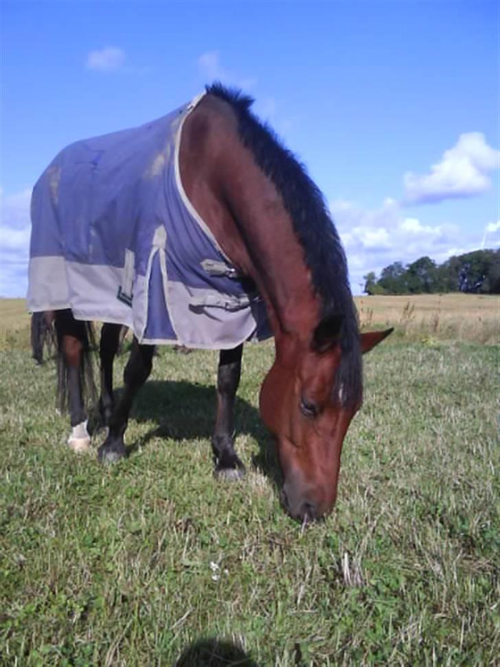 DSP Bæklunds Lavét  SOLGT (R.I.P) billede 5