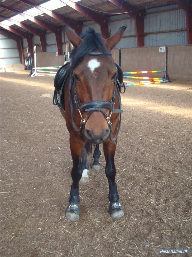 DSP Bæklunds Lavét  SOLGT (R.I.P) billede 6