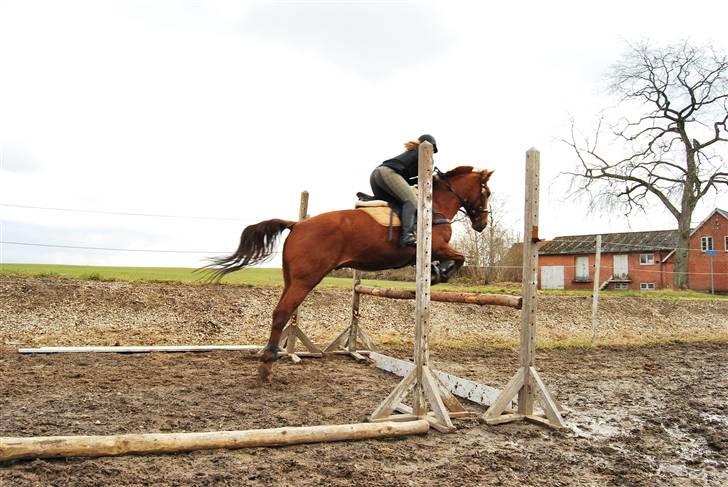 Anden særlig race Sunny Boy  - springtræning d. 1 april 2010 foto: birgitte hyldgaard billede 18