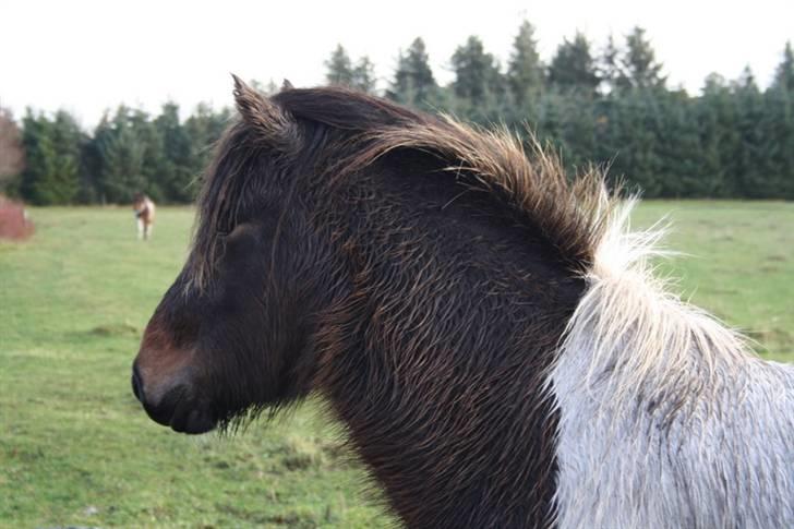 Islænder Thokki - Sidste dag på sommerfold billede 10