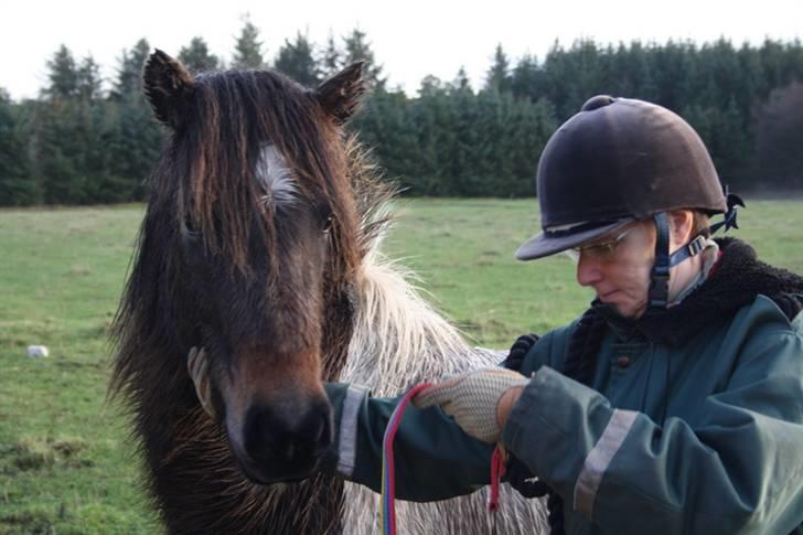 Islænder Thokki - Kigger lidt på fotografen, men er ellers klar til at få grime på. billede 11
