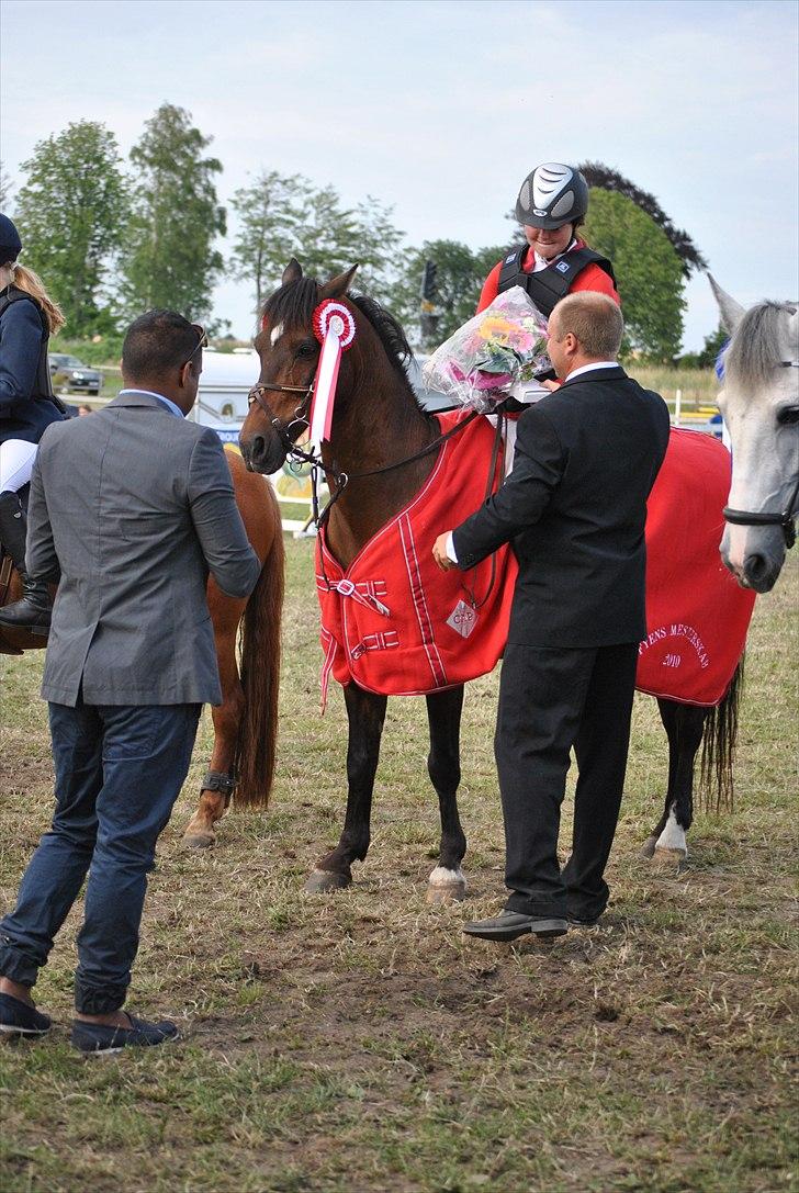 Anden særlig race Bongo A-pony! - Fynsmester 10 (;... billede 8