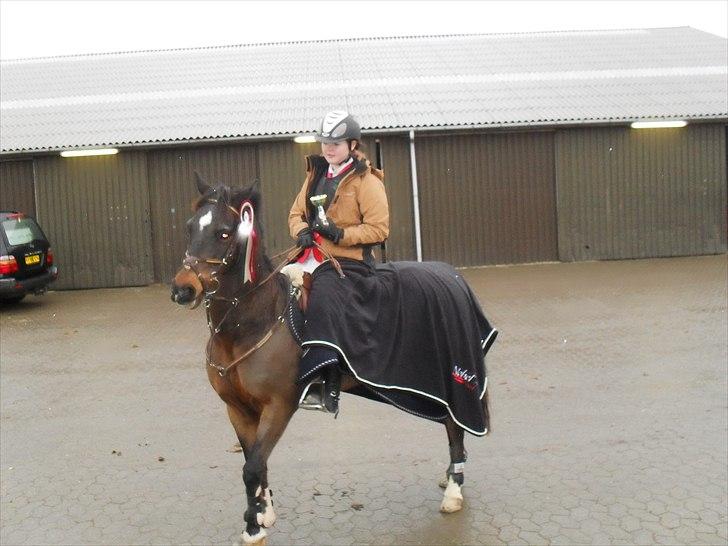Anden særlig race Bongo A-pony! billede 9