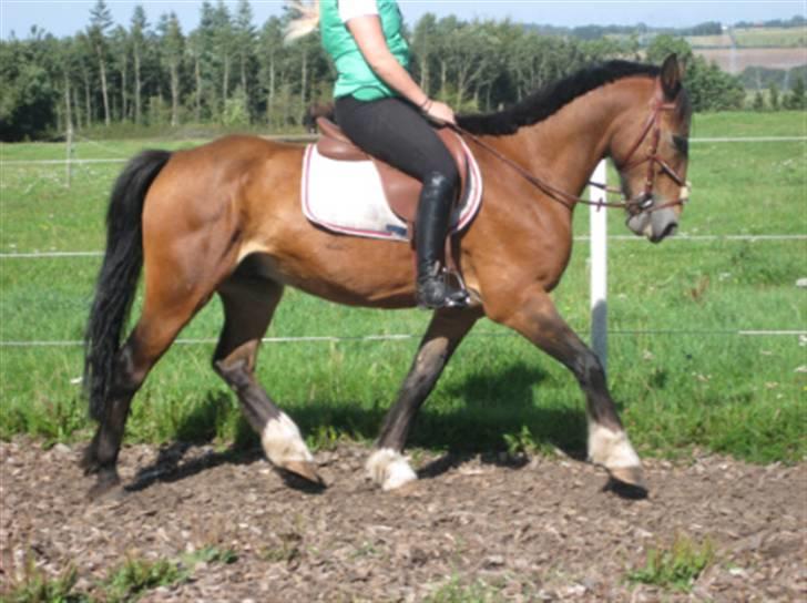 Welsh Cob (sec D) Monty(hannibal) SOLGT! s; - Gammel ejer billede 16