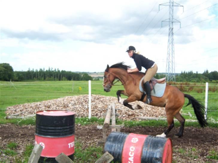 Welsh Cob (sec D) Monty(hannibal) SOLGT! s; - Gammel ejer billede 17