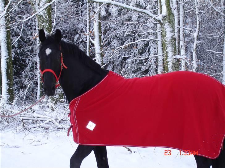 Hollandsk Varmblod Zorro B - zorro i sneen billede 9