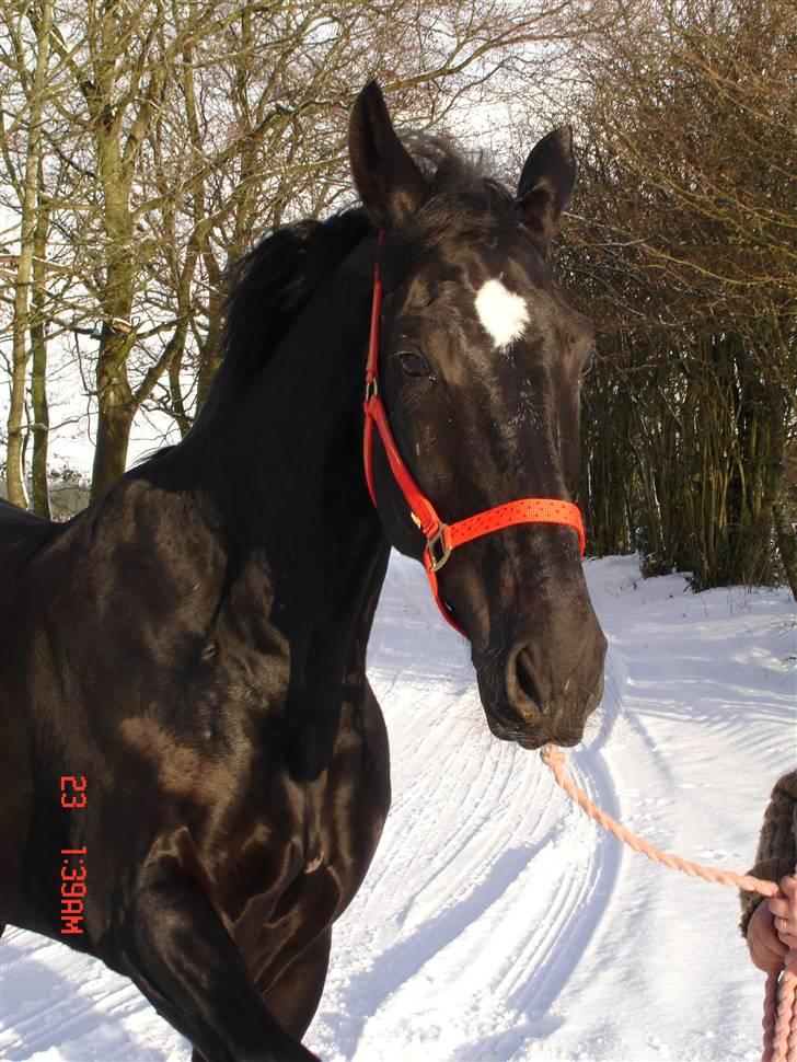 Hollandsk Varmblod Zorro B billede 10