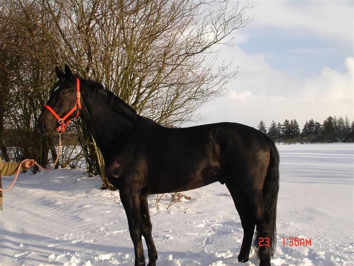 Hollandsk Varmblod Zorro B - flot fyr ikk ???? billede 11
