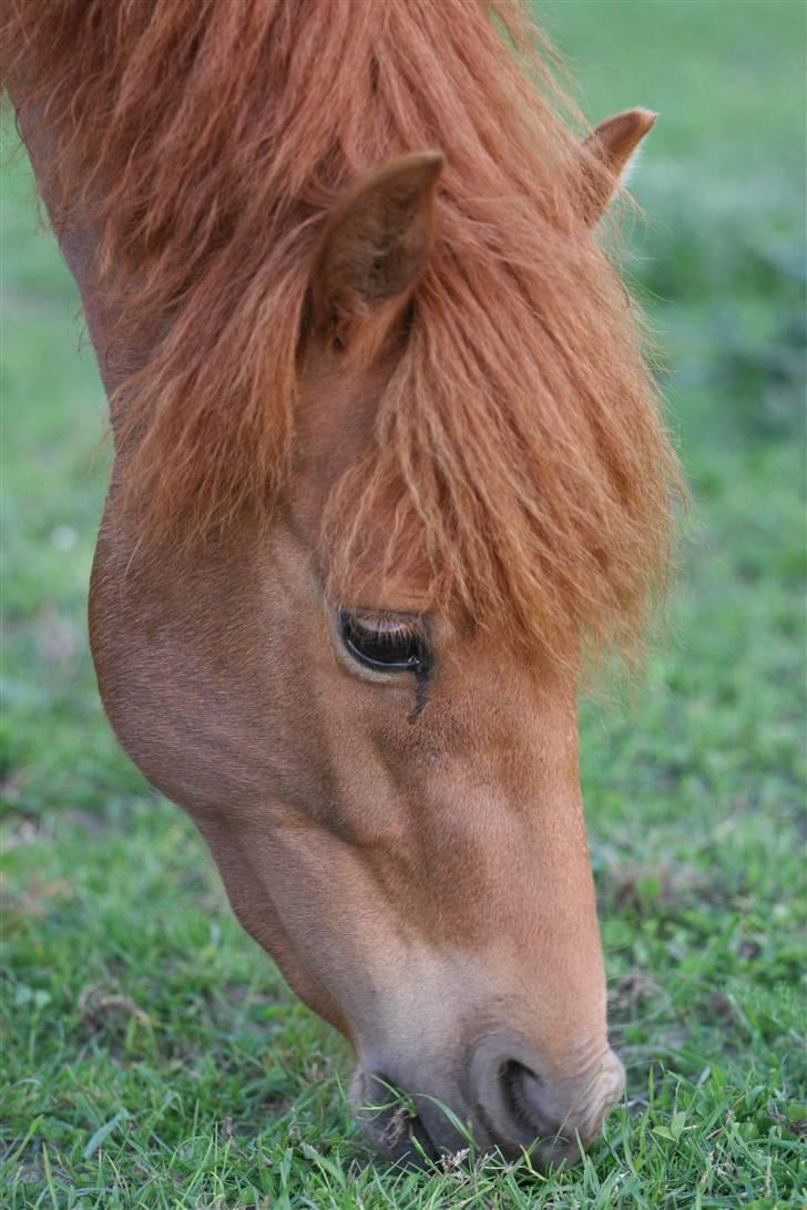 Kaspisk hest Kesari Spring - *15 - 2007, du vil ALTID have det smukkeste hovede jeg har set. billede 15