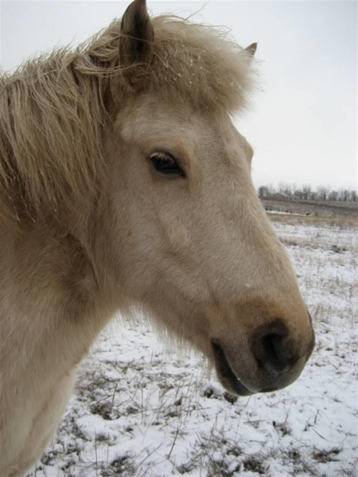 Islænder Gloa fra Bjørnhøj - Gloa:) billede 1