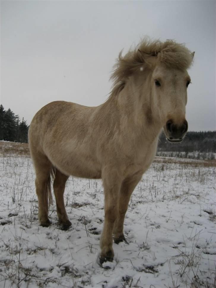 Islænder Gloa fra Bjørnhøj - Gloa<3 billede 3