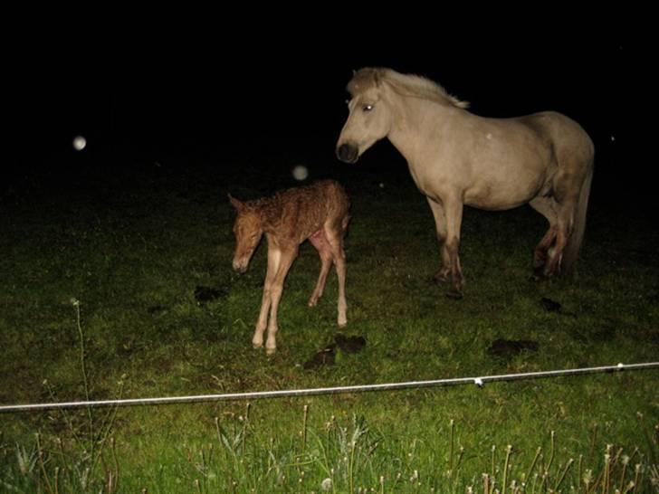 Islænder Gloa fra Bjørnhøj - følet og gloa :) billede 4