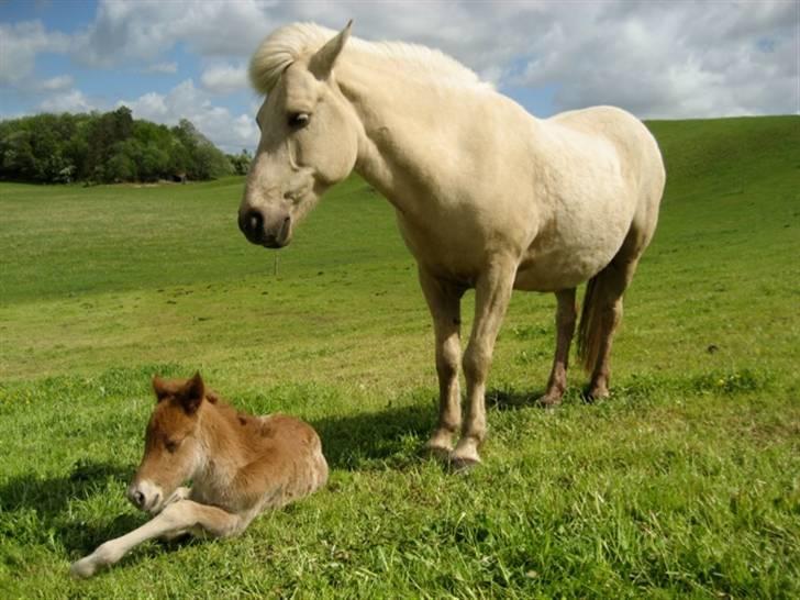 Islænder Gloa fra Bjørnhøj - Mor og føl<3 billede 5