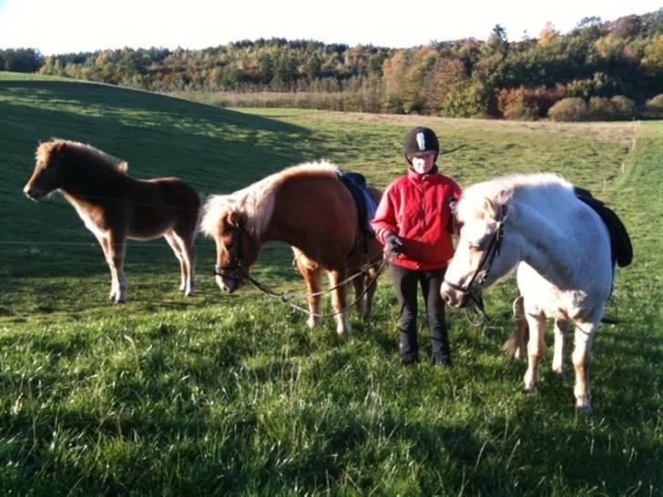 Islænder Gloa fra Bjørnhøj - Føl, Sko, Iben og Gloa :) <3 billede 6