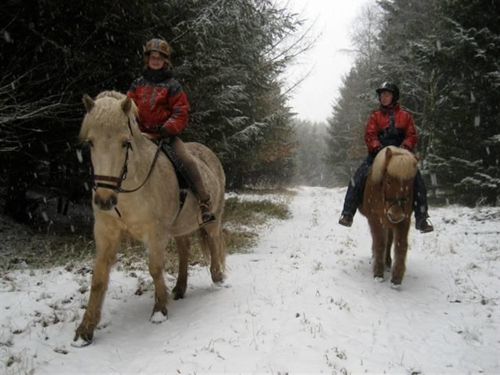 Islænder Gloa fra Bjørnhøj - Mig, Gloa, Sko og Iben:) billede 7