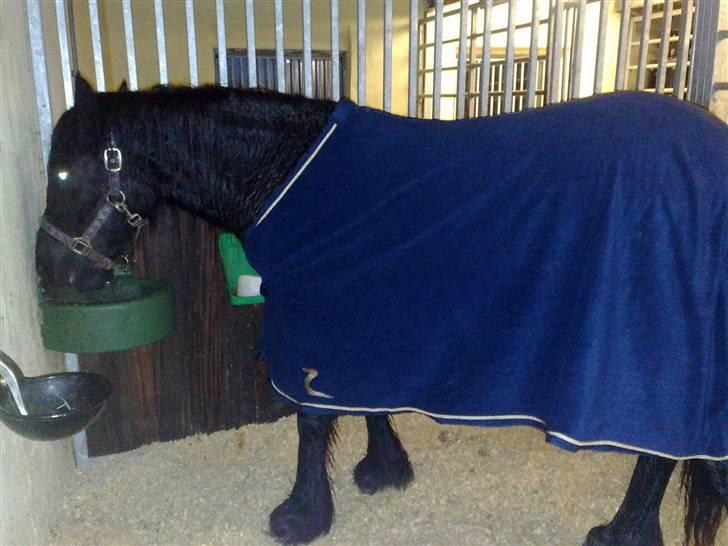 Fell pony Danogården Hidden Diamond - Fint nyt dækken til jul :) billede 9