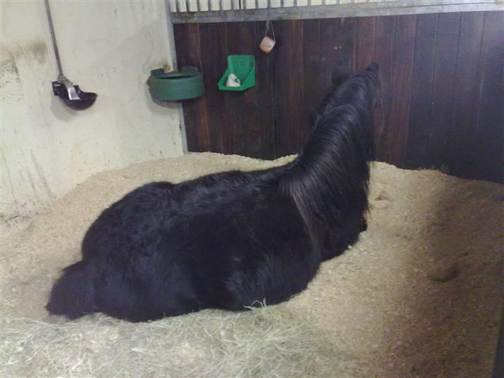 Fell pony Danogården Hidden Diamond - Træt efter en god dag på folden billede 10