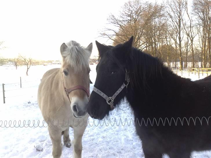 Fell pony Danogården Hidden Diamond - Ceres og Dina nuser muler billede 11