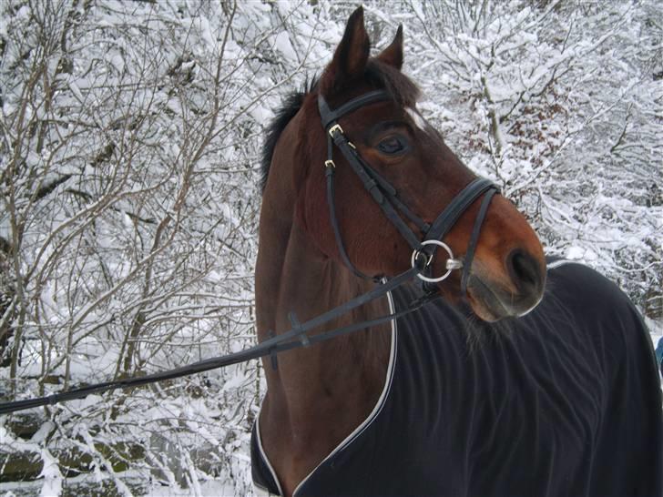 Trakehner Pihorn RIP billede 6