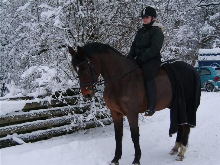 Trakehner Pihorn RIP billede 7