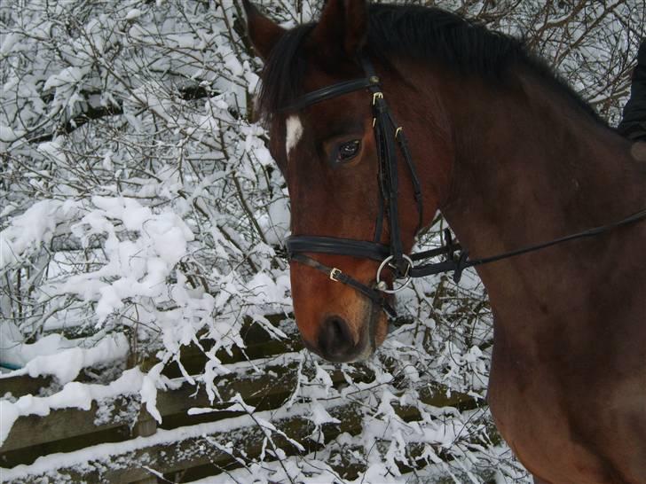 Trakehner Pihorn RIP billede 8