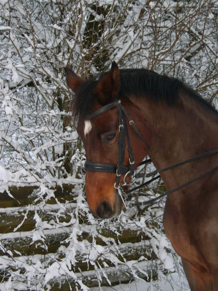 Trakehner Pihorn RIP billede 9