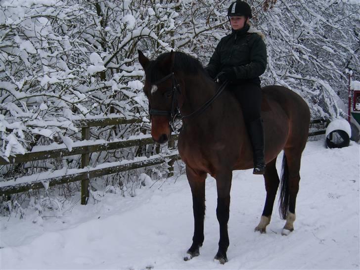 Trakehner Pihorn RIP billede 10