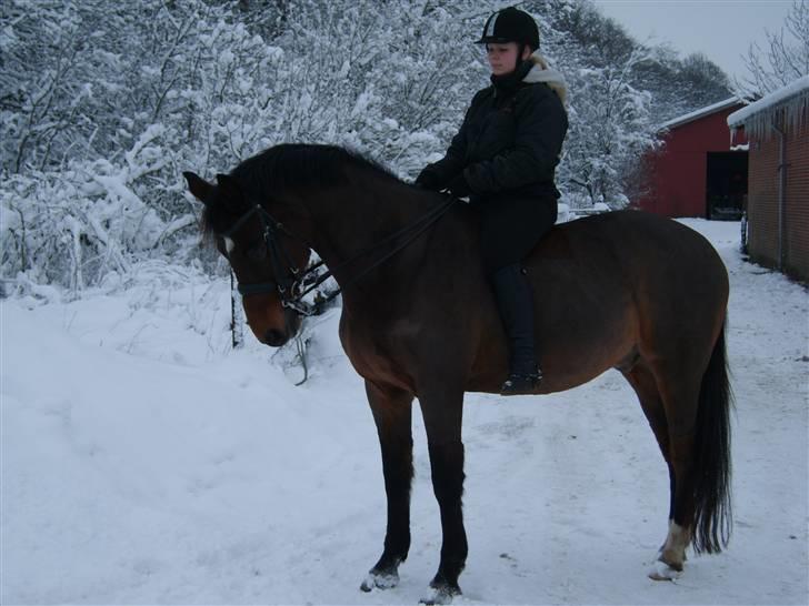 Trakehner Pihorn RIP billede 11