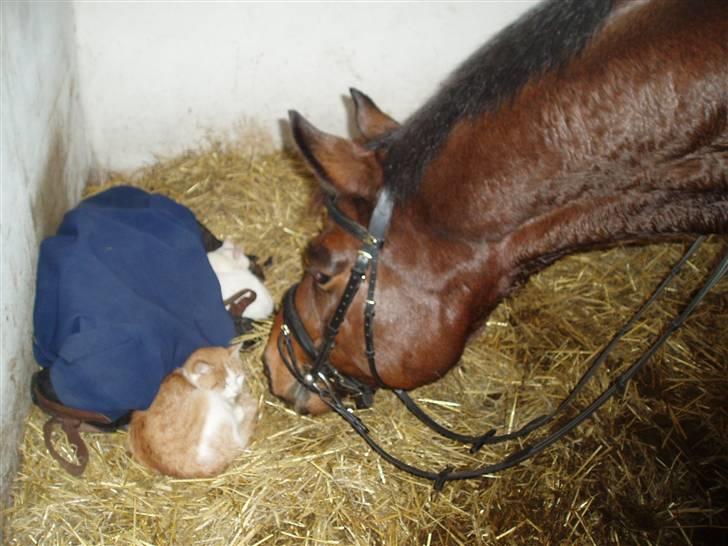 Trakehner Pihorn RIP billede 12